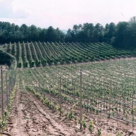 Campo Del Monte Campogialli